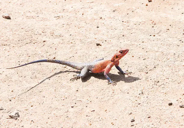 Photo of agama lizard in the sand