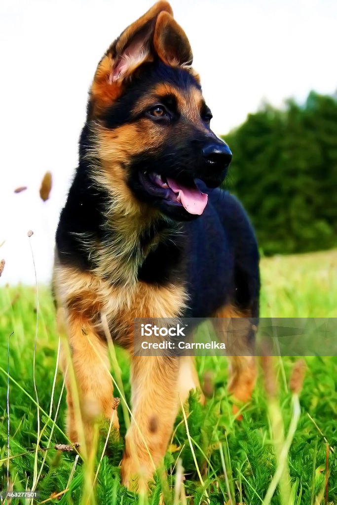 German shepherd dog puppy german shepherd puppy in summer nature Animal Stock Photo