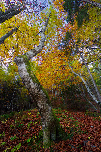 베스키드 (beskid) 산의 가을 숲 - geknickt 뉴스 사진 이미지
