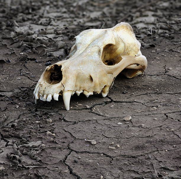 desaparición de sistema ecológico - animal skull drought animal bone dry fotografías e imágenes de stock