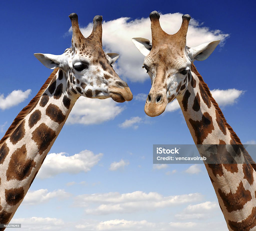 Giraffes Giraffes on the background blue sky Animal Stock Photo