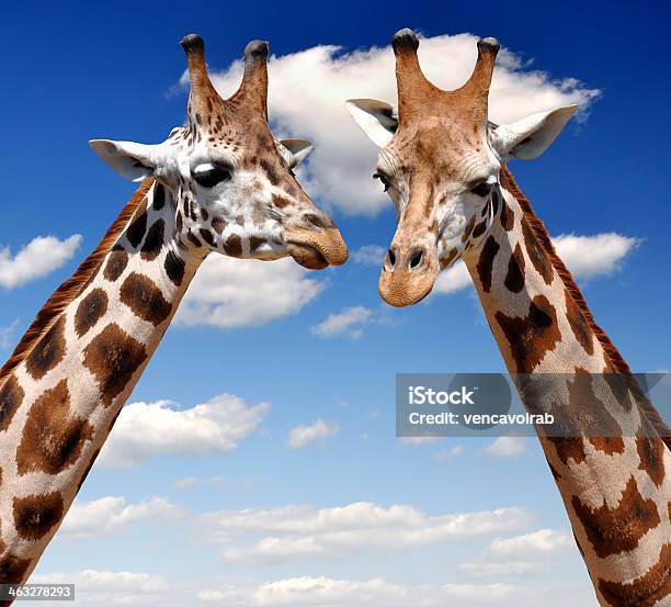 Giraffes Stock Photo - Download Image Now - Animal, Animal Body Part, Animal Head