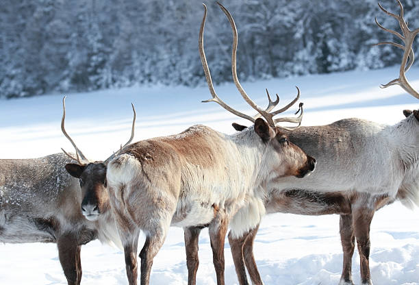 istock herd of reindeer 463279595