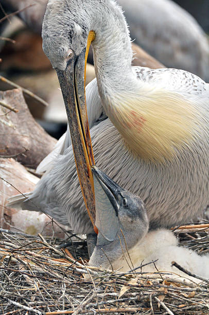 istock Mother pelican with her baby 463280769