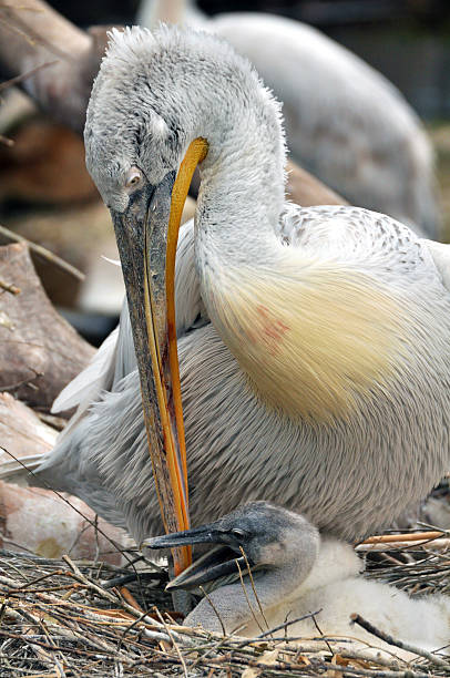 istock Mother pelican with her baby 463281115