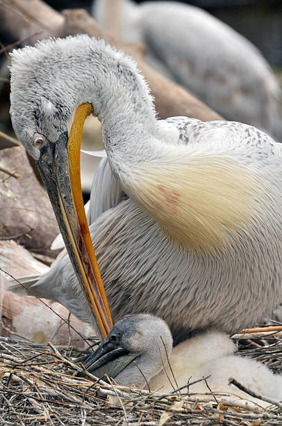 istock Mother pelican with her baby 463283965