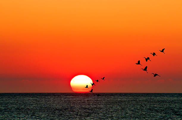 夕日と海の鳥の飛ぶ - flowing light wave pattern pattern ストックフォトと画像