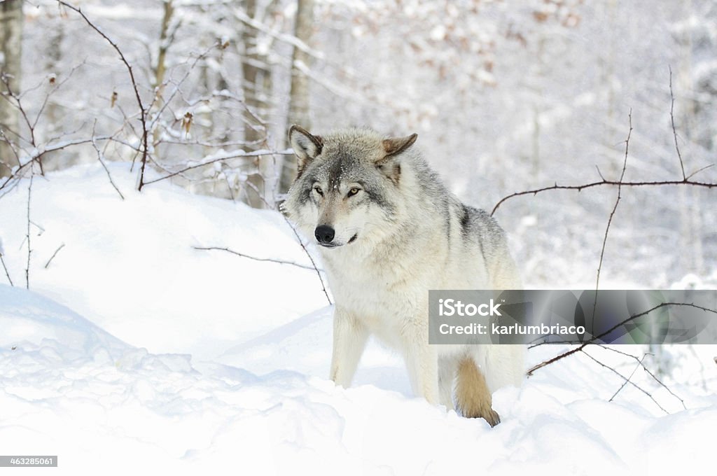 wolf in white forest gray wolf in forest during winter Animal Stock Photo