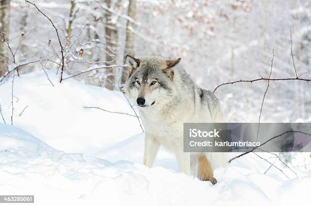 Wolf In White Forest Stock Photo - Download Image Now - Animal, Animal Wildlife, Animals In The Wild