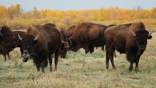 brouter buffalo herd - manitoba prairie landscape canada photos et images de collection