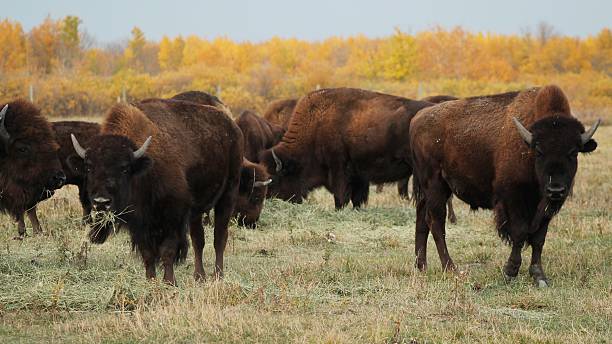 pascolare buffalo mandria - manitoba prairie landscape canada foto e immagini stock