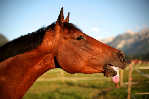 a horse´s that is neighing.