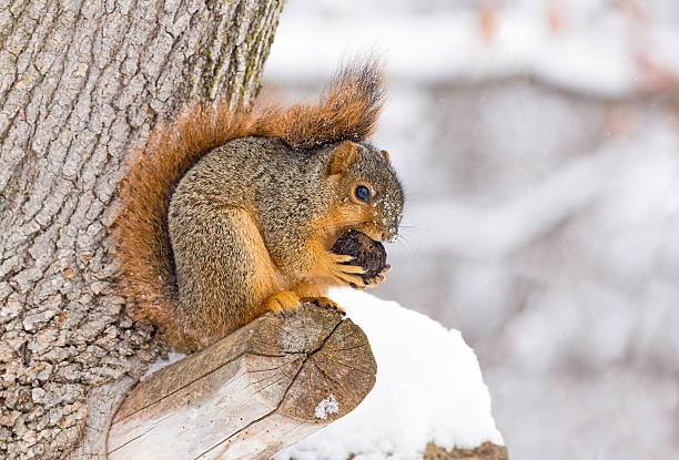 Squirrel Feasts in the Snow stock photo