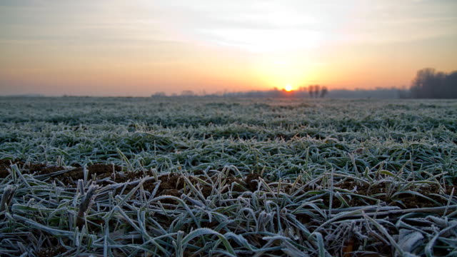 HD TIME-LAPSE: Frosted Meadow At Dawn