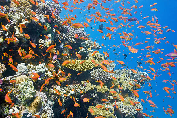 istock Shoal of anthias fish on the reef 463292301