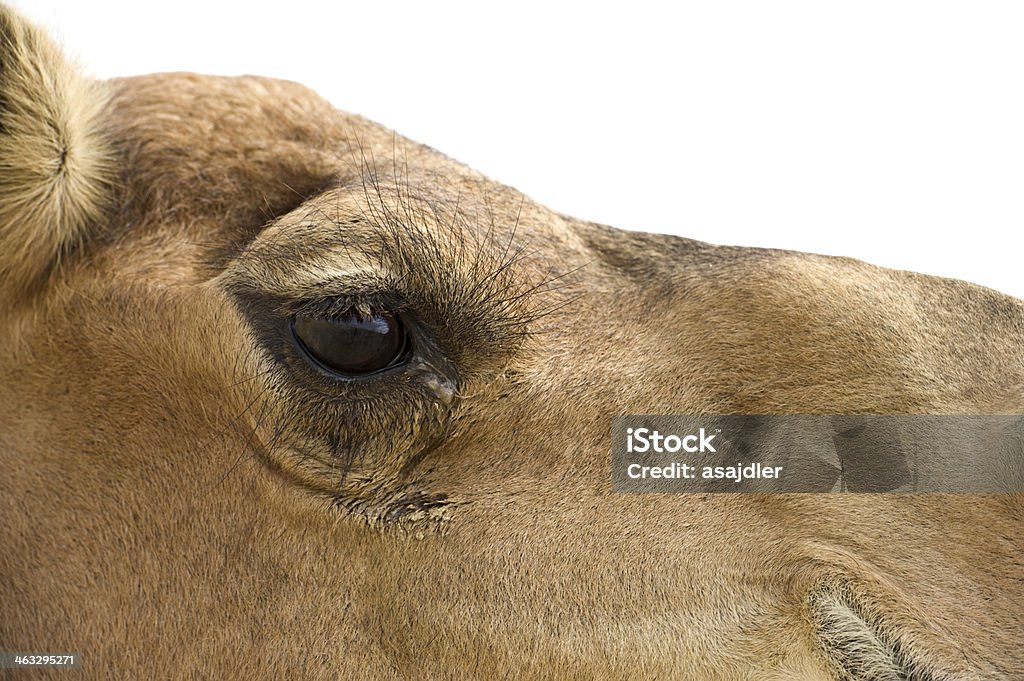 Camelo no Deserto - Royalty-free Amarelo Foto de stock