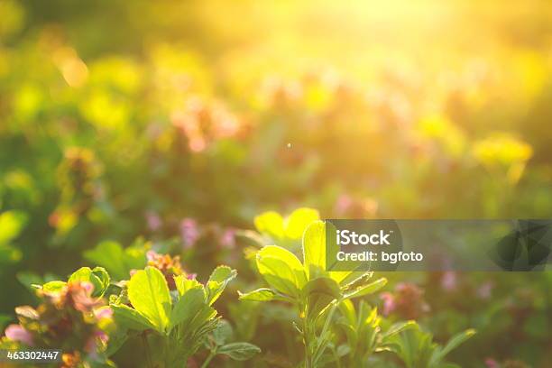 A Close Up Shot Of A Clover In The Early Morning Stock Photo - Download Image Now - Clover, Sunrise - Dawn, Agricultural Field