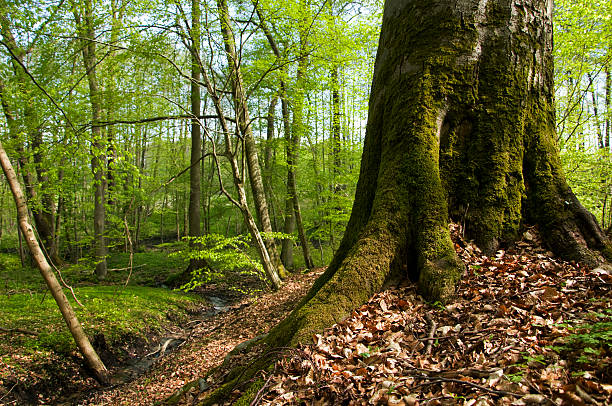 istock Pszczewski Park. Wielkopolska. 463305409