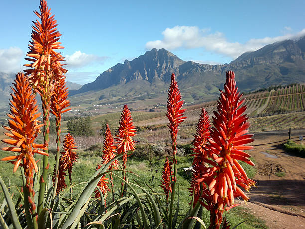 istock Aloes in the Western Cape 463305565