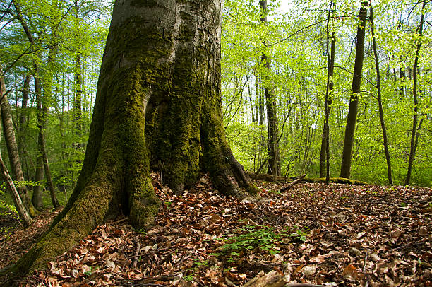 istock Pszczewski Park. Wielkopolska. 463308013