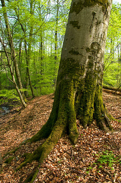 Pszczewski Park. Wielkopolska. stock photo