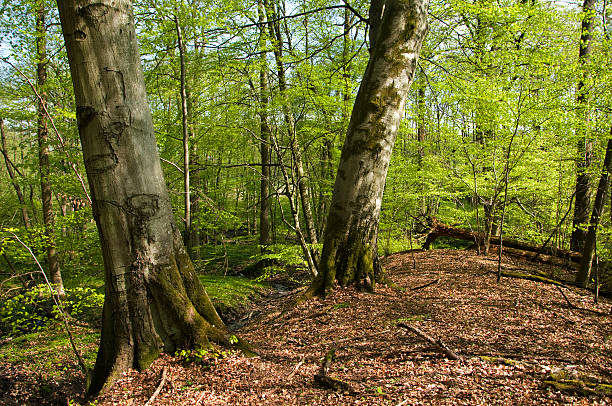 istock Pszczewski Park. Wielkopolska. 463308171