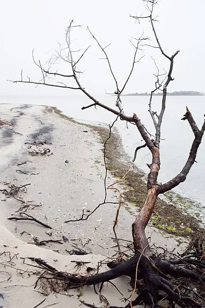 Photo of Cloudy day on beach with driftwood.