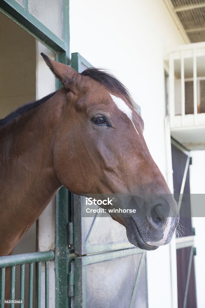 Horse in stable Horse in stable. Animal Stock Photo
