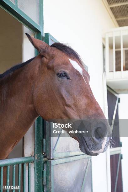 Horse In Stable Stock Photo - Download Image Now - Animal, Animal Body Part, Animal Head