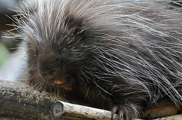 istock North American Porcupine 463313731