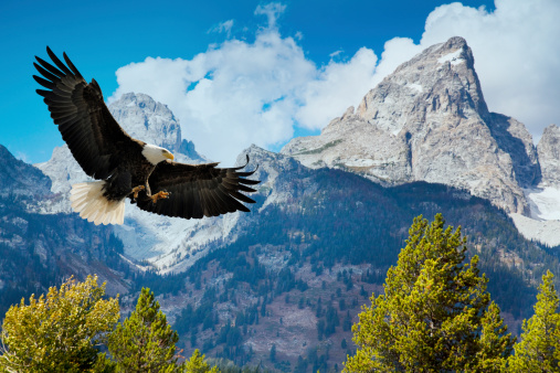 American Bald Eagle Swooping Down, With Majestic Grand Tetons Mountains