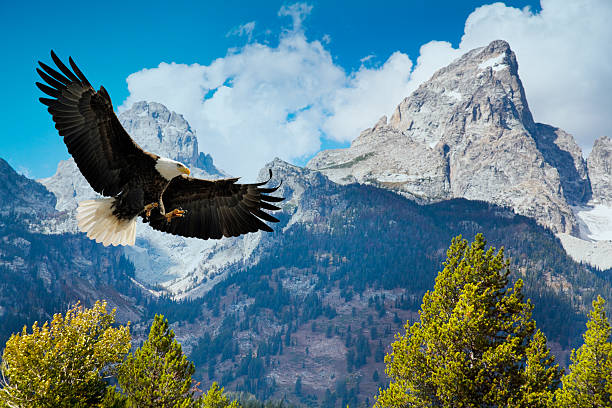 águia americana cativante para baixo, com majestosas montanhas grand tetons - autumn sky blue treetop - fotografias e filmes do acervo