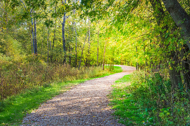 The first yellow leaves on the pebble road in the forest, sunny day