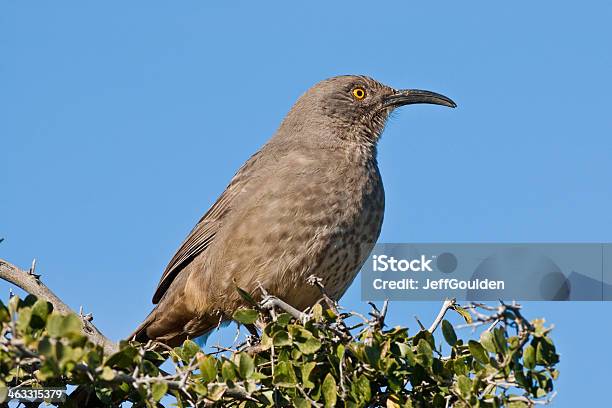 マルハシツグミモドキ - Southern Arizonaのストックフォトや画像を多数ご用意 - Southern Arizona, アメリカ南西部, アメリカ合衆国