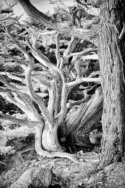 istock Cypress Coastal Scrub at Point Lobos 463315813