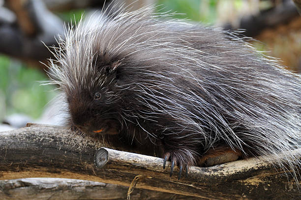 istock North American Porcupine 463316007