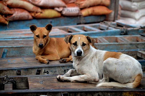 New Delhi, India - January 4, 2014: Two dogs rest atop blue hand carts in a market in Chandni Chowkh, New Delhi, India.