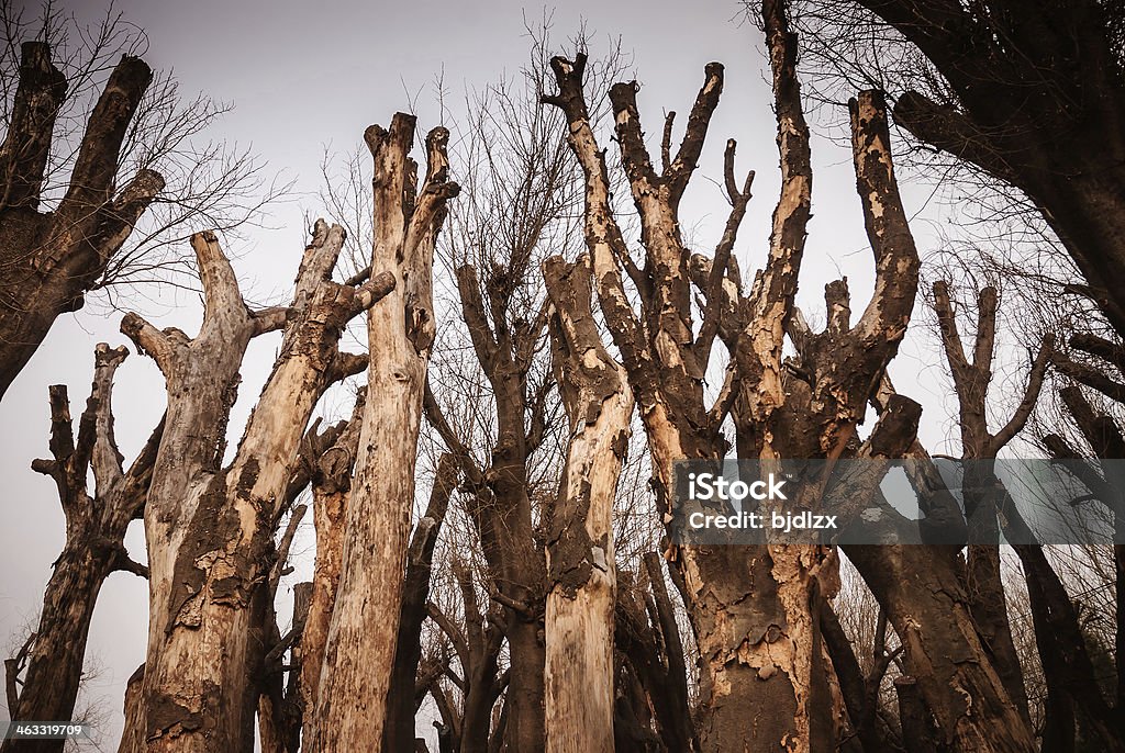 Таинственный лес в Мертвое дерево - Стоковые фото Без людей роялти-фри