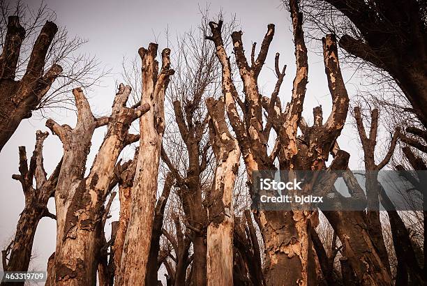 Таинственный Лес В Мертвое Дерево — стоковые фотографии и другие картинки Без людей - Без людей, Вода, Горизонтальный