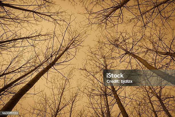 Foto de Fique De Árvores De Aspen Olhando Para Cima e mais fotos de stock de Azul - Azul, Bosque - Área arborizada, Dia