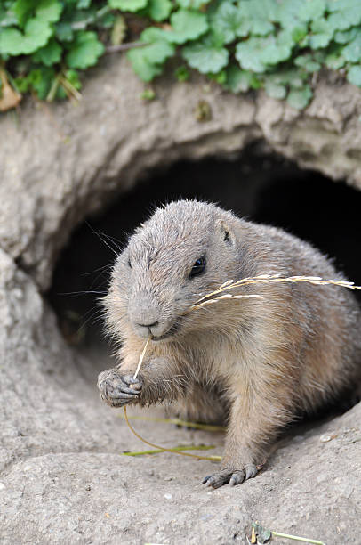 istock European ground squirrel - Spermophilus citellus 463320609