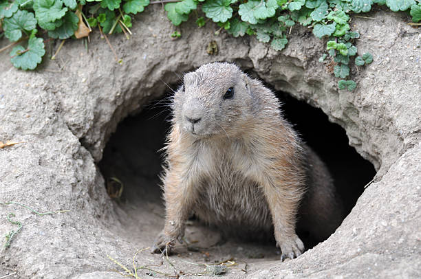 istock European ground squirrel - Spermophilus citellus 463320673