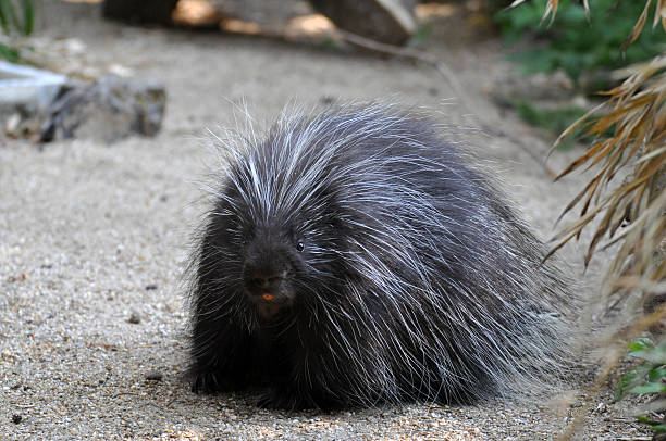 istock North American Porcupine 463321347