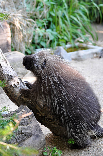 istock North American Porcupine 463321355