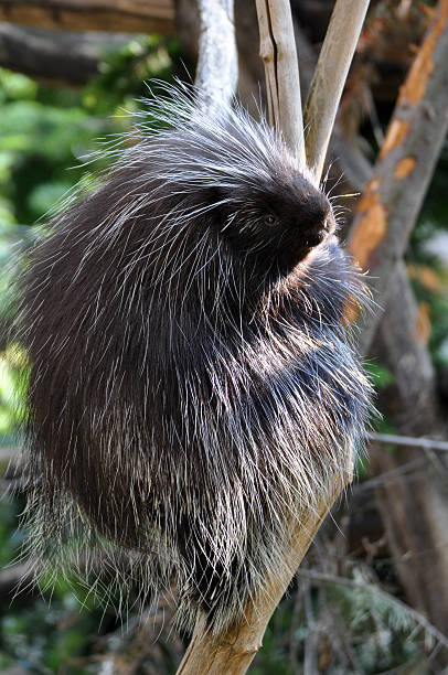 istock North American Porcupine 463321357