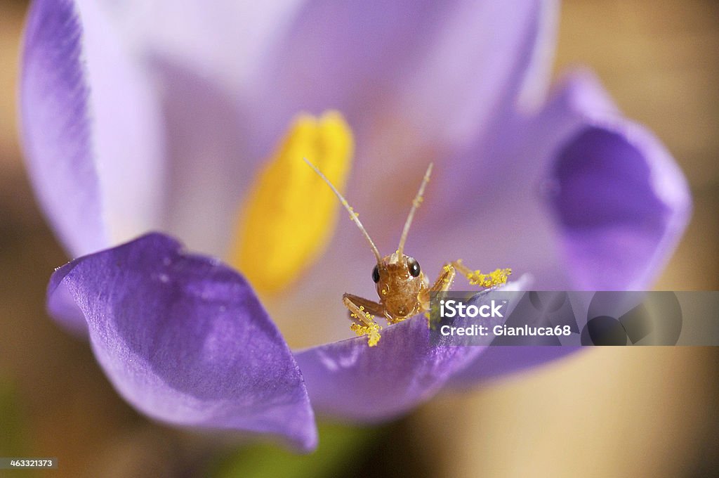 Frühling Blumen - Lizenzfrei Blumenbeet Stock-Foto