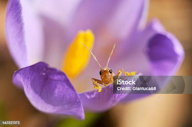 Frühling Blumen Stockfoto und mehr Bilder von Blumenbeet - Blumenbeet, Extreme Nahaufnahme, Farbton