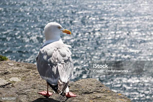 Gabbiano Sulla Costa - Fotografie stock e altre immagini di Ambientazione esterna - Ambientazione esterna, Baia, Bianco