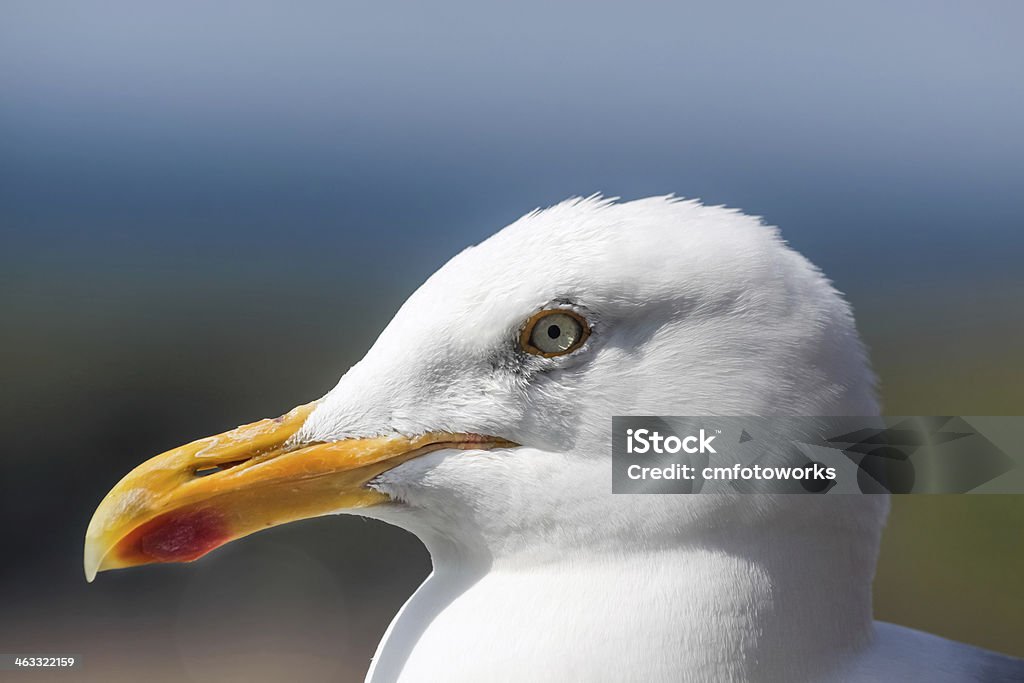 Gabbiano sulla costa - Foto stock royalty-free di Ambientazione esterna