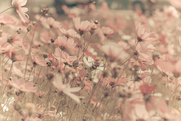 istock Vintage Cosmos flowers 463322735